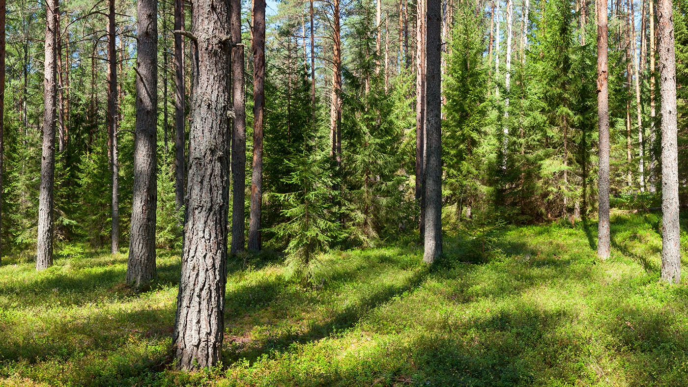 Webinar: Boreal Forests and Climate Change - Kungl. Vetenskapsakademien